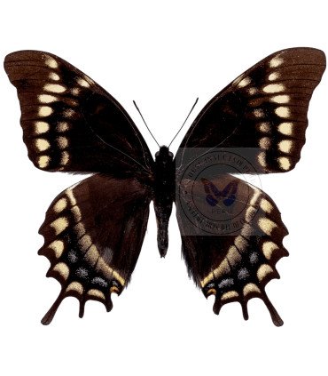 Papilionidae Pterourus (Papilio) warscewiczi