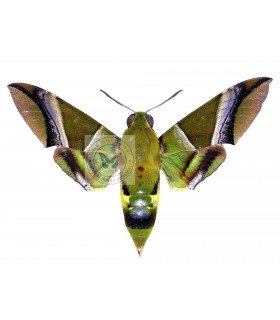 SPHINGIDAE