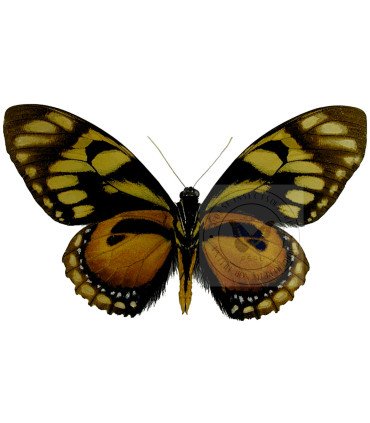 Papilionidae Pterourus (Papilio) ascolius ascolius