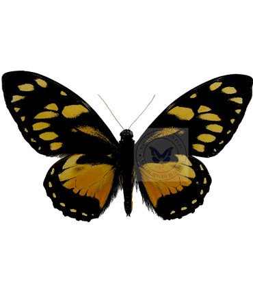 Papilionidae Pterourus (Papilio) ascolius ascolius