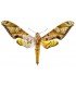 SPHINGIDAE