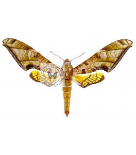 SPHINGIDAE