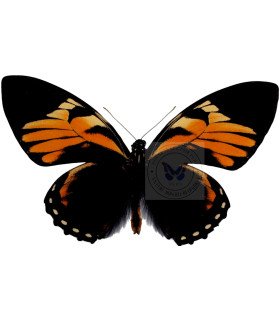 Papilionidae Pterourus (Papilio) bachus chrysomelus