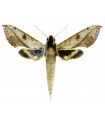 Xylophanes cosmius