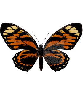 Papilionidae Pterourus (Papilio)zagreus batesi