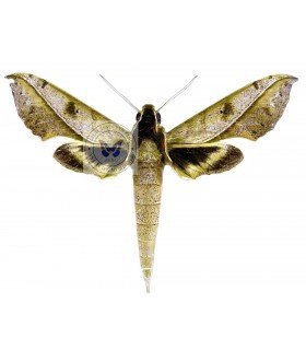SPHINGIDAE