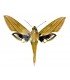SPHINGIDAE