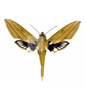 SPHINGIDAE