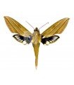 Xylophanes crotonis A.1-/A.1-