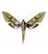 SPHINGIDAE
