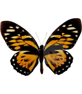 Papilionidae Pterourus (Papilio) zagreus chrysoxanthus