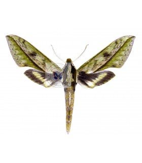 SPHINGIDAE