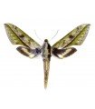 Xylophanes docilis