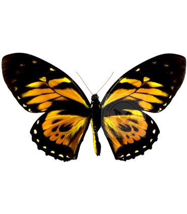 Papilionidae Pterourus (Papilio) zagreus marcapataensis