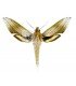SPHINGIDAE