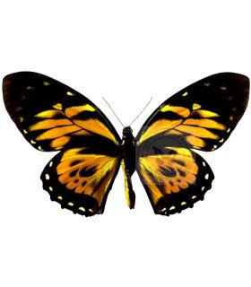 Papilionidae Pterourus (Papilio) zagreus marcapataensis