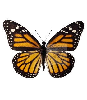 Nymphalidae  Danaidae Plexippus monarca