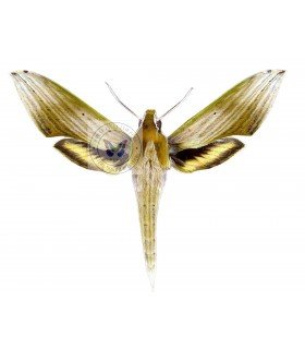 SPHINGIDAE