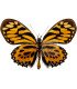 Papilionidae Pterourus (Papilio) zagreus ssp. shuar