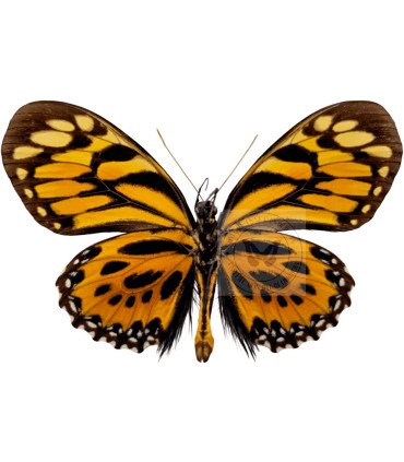 Papilionidae Pterourus (Papilio) zagreus ssp. shuar