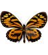 Papilionidae Pterourus (Papilio) zagreus ssp. shuar
