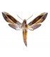 SPHINGIDAE