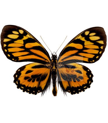 Papilionidae Pterourus (Papilio) zagreus ssp. shuar