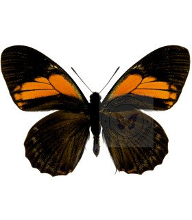 Papilionidae Pterourus (Papilio)euterpinus