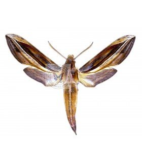 SPHINGIDAE