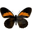Papilio euterpinus A.1/A.1-
