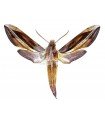 Xylophanes pyrrhus A.1/A.1-