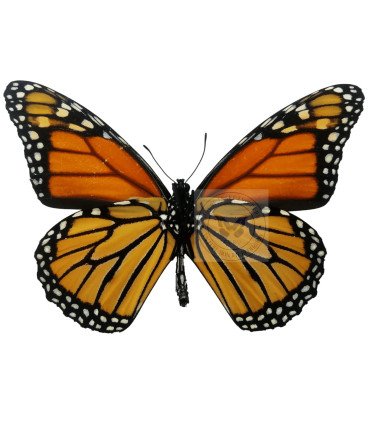 Nymphalidae  Danaidae Plexippus monarca