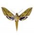 sphingidae