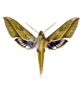 sphingidae
