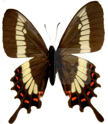 Papilionidae Parides phalaceus nieva