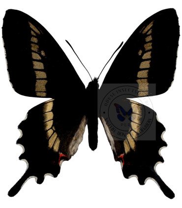 Papilionidae Parides phalaceus nieva