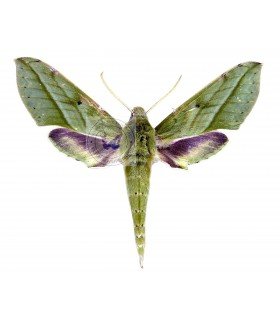 SPHINGIDAE