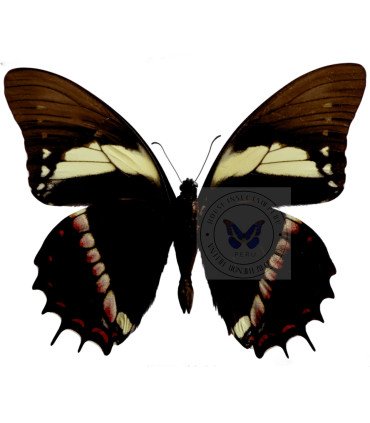 Papilionidae Pterourus (Papilio) menatius aristeus bitias