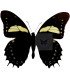 Papilionidae Pterourus (Papilio) menatius aristeus bitias