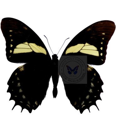 Papilionidae Pterourus (Papilio) menatius aristeus bitias