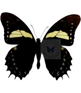 Papilionidae Pterourus (Papilio) menatius aristeus bitias