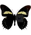 Papilio  aristeus bitias A.1/A.1-