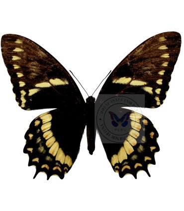 Papilionidae Pterourus (Papilio) menatius coelebs