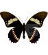 Papilionidae Pterourus (Papilio) menatius coelebs