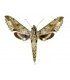 SPHINGIDAE