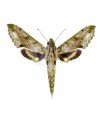 Xylophanes undata A.1/A.1-