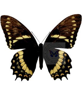 Papilionidae Pterourus (Papilio) menatius coelebs