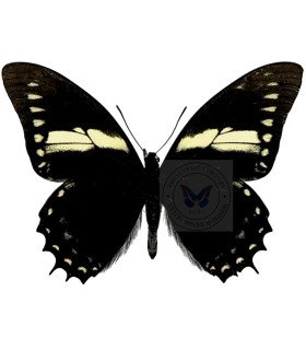 Papilionidae Pterourus (Papilio) menatius ctesiades