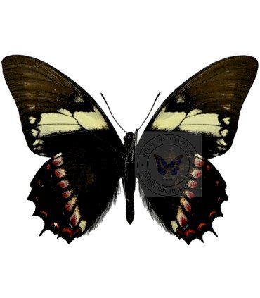 Papilionidae Pterourus (Papilio) menatius ctesiades