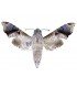 SPHINGIDAE